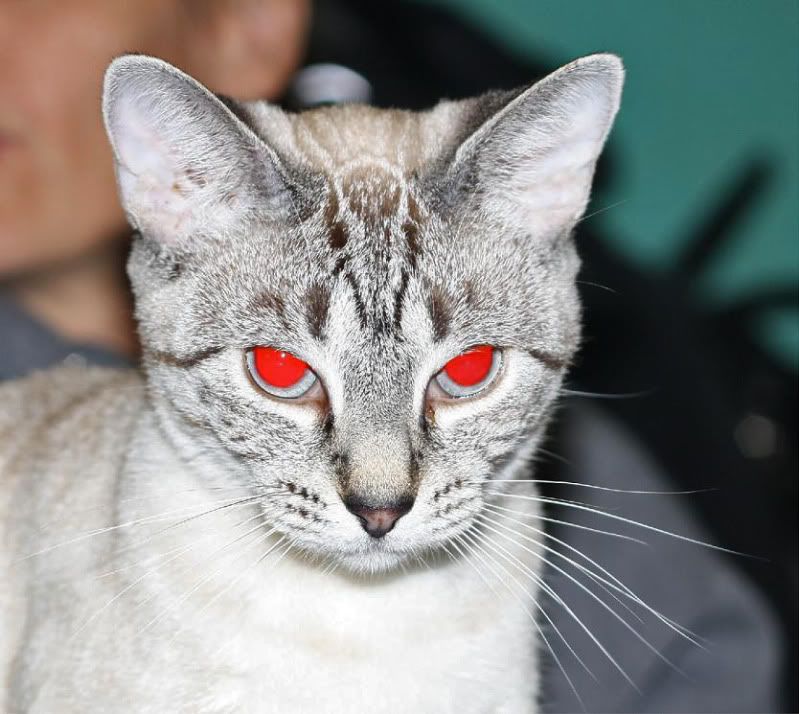 IMAGE: http://i305.photobucket.com/albums/nn234/Arstine/SinisterKitty.jpg