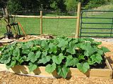 squash.jpg image by rcrcomputing