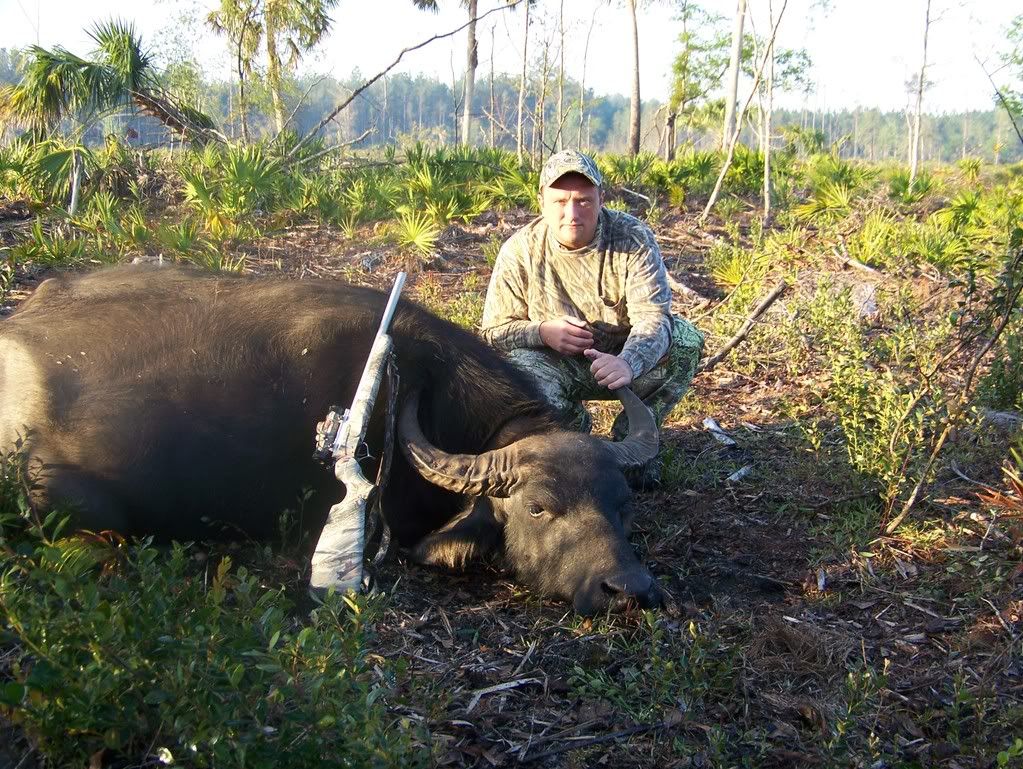 water buffalo florida