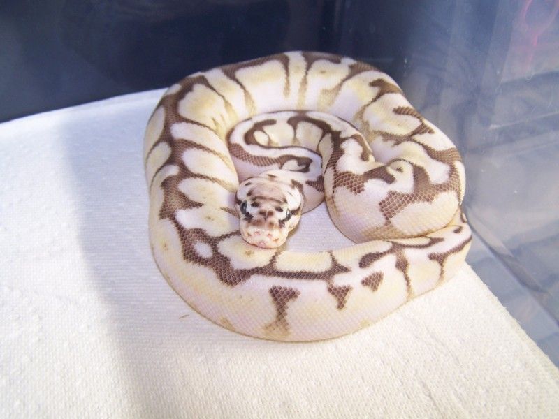 firebeeclutch019.jpg