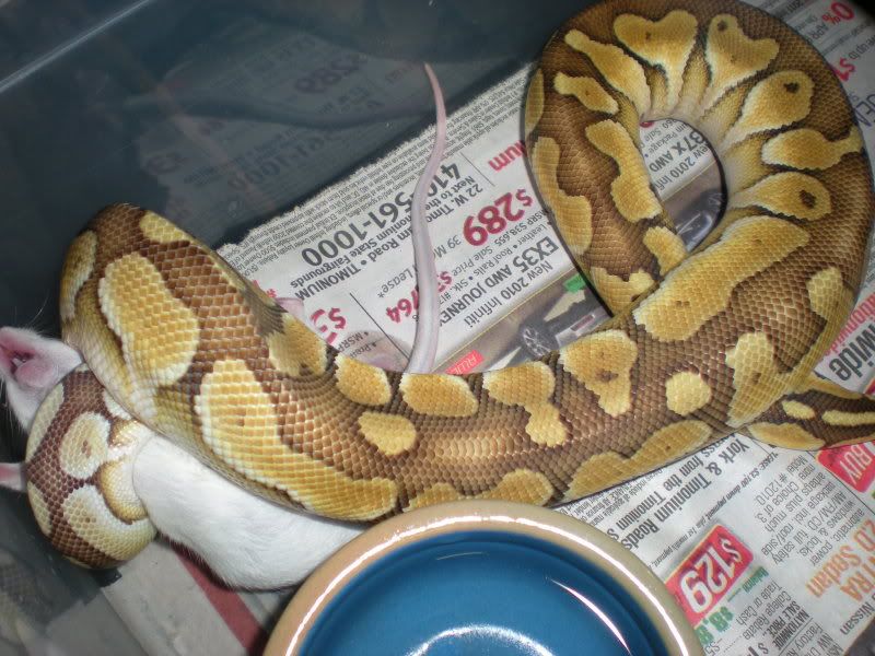 pastellesser001.jpg