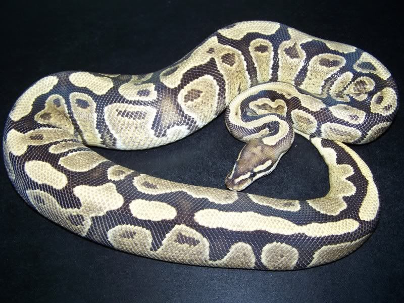 fireball python