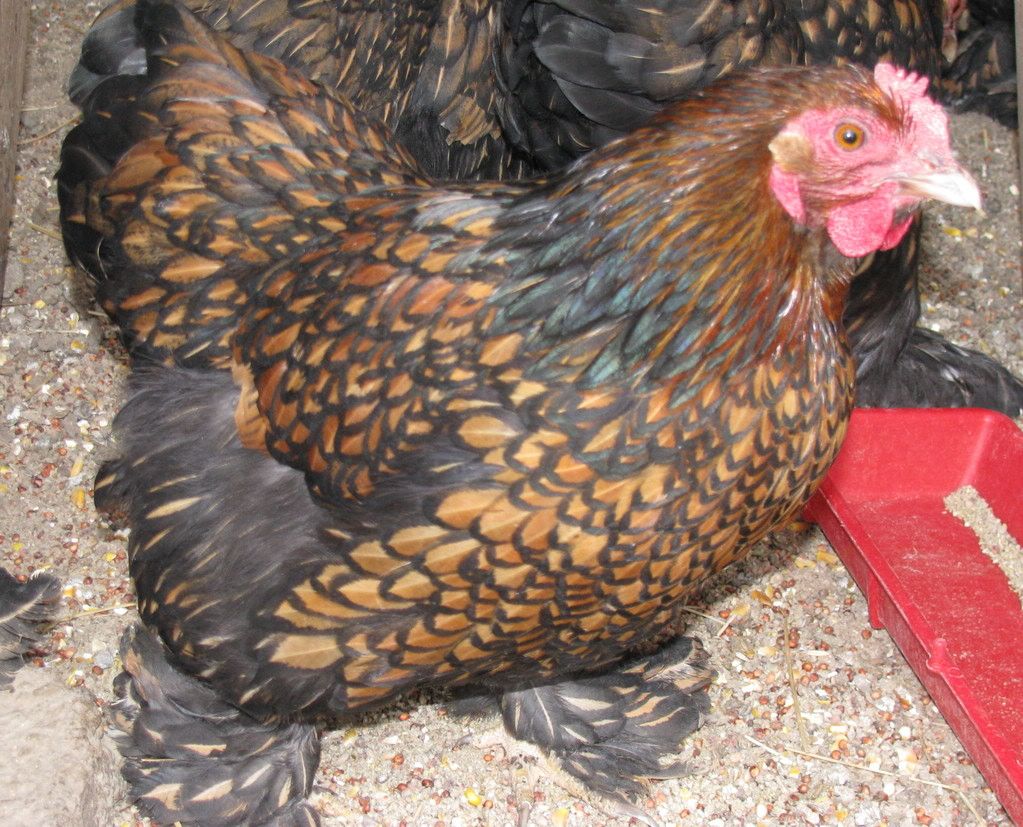 Cochin Hen