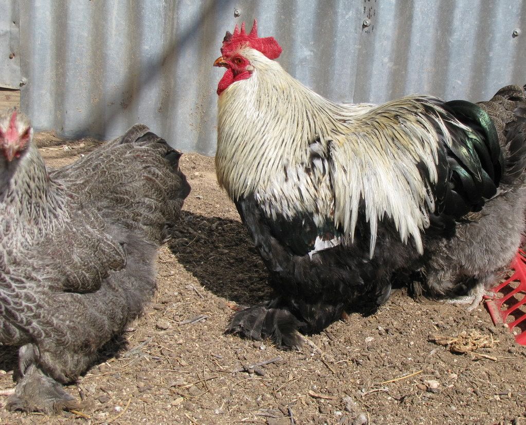 Silver Penciled Cochin Bantam Rooster Pictures, Images and Photos