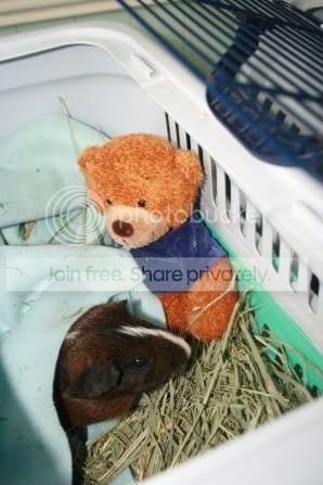 Banditandteddy-1.jpg