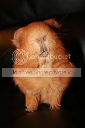 Ginger2-1.jpg