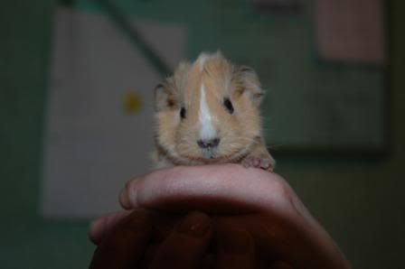 Nibbles-1.jpg