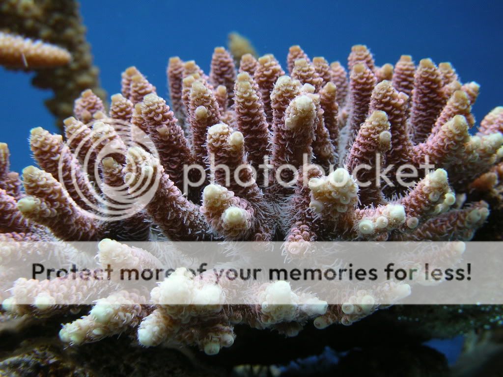 南哥新货 - red acropora millepora 红鳞