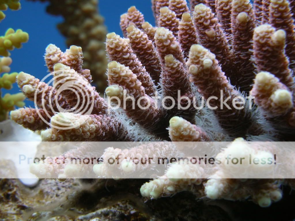 南哥新货 - red acropora millepora 红鳞